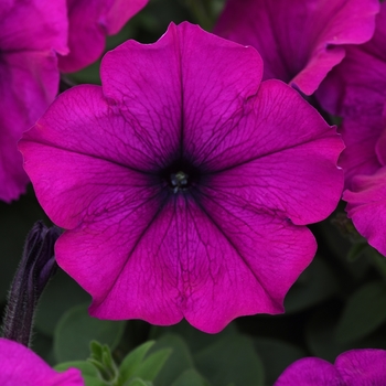 Petunia Petunia