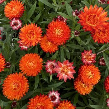 SunBrero Orange Strawflower SunBrero Orange Strawflower