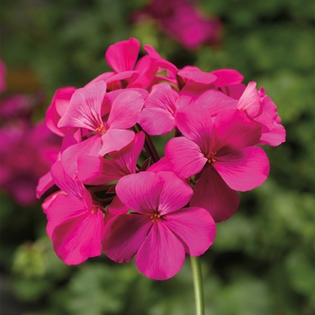 Caliente® Lavender Caliente® Lavender