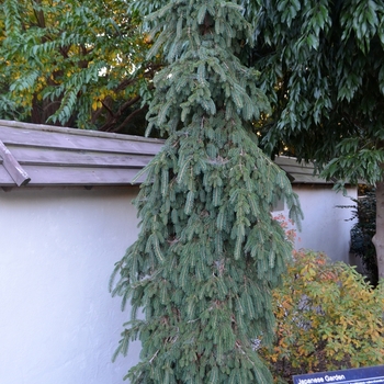 'Pendula' Weeping White Spruce