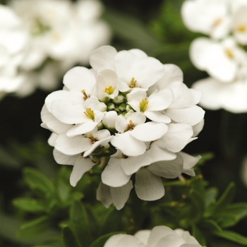 Candytuft Candytuft