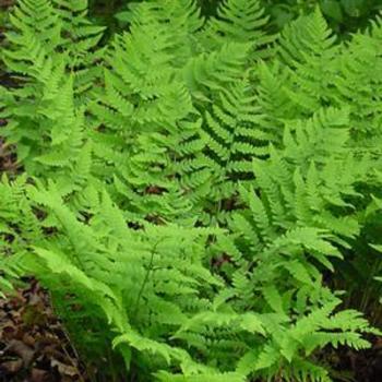 Fern, Wood Fern, Wood