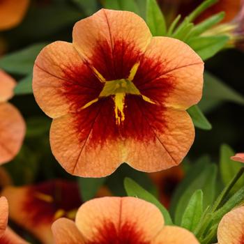 Bumble Bee™ Orange Bumble Bee™ Orange