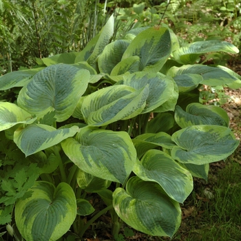 Plantain Lily Plantain Lily