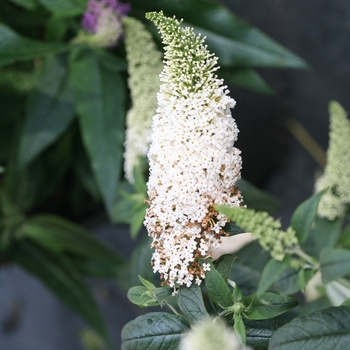 Butterfly Bush