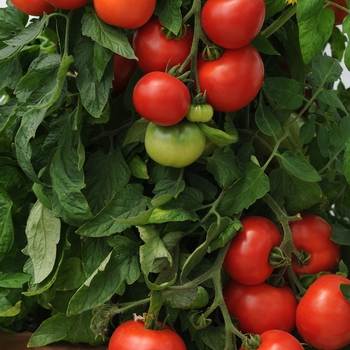 Tomato Tomato