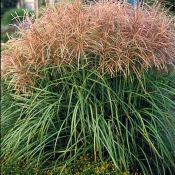 Maiden Grass