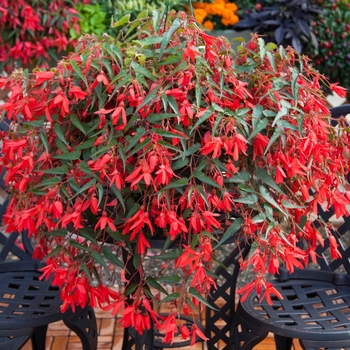 Begonia Begonia