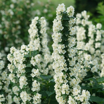 'Illuminati Tower®' Mock Orange 'Illuminati Tower®' Mock Orange