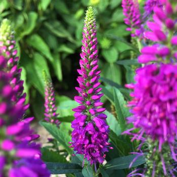 Speedwell