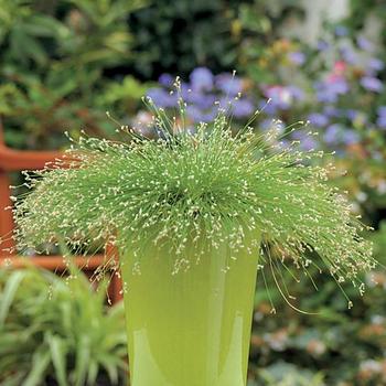 Graceful Grasses® ''Fiber Optic Grass'' Graceful Grasses® ''Fiber Optic Grass''