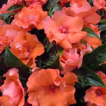 Impatiens, New Guinea Impatiens, New Guinea