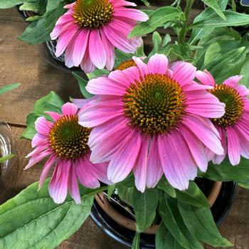 Coneflower Coneflower