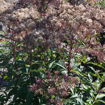 Joe Pye Weed