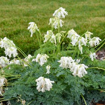 'White Diamonds' Fern-Leaf Bleeding Heart 'White Diamonds' Fern-Leaf Bleeding Heart