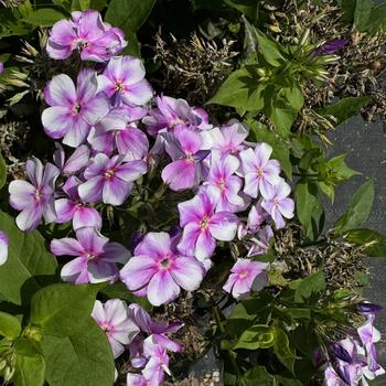 Garden Phlox Garden Phlox
