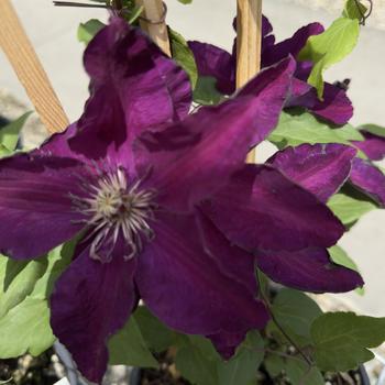 Clematis Clematis