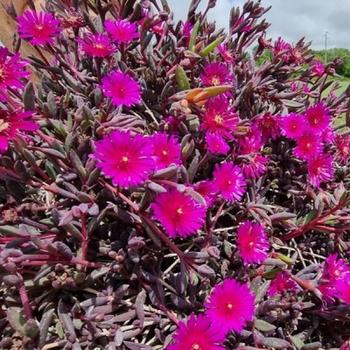 Ice Plant Ice Plant