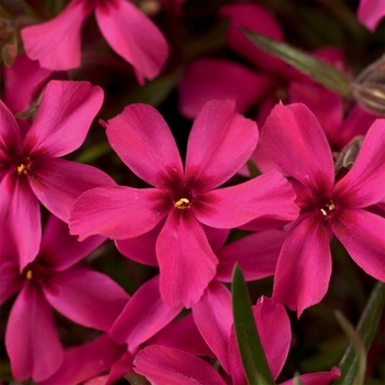 Creeping Phlox Creeping Phlox
