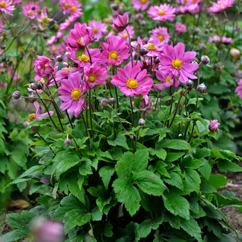 Windflower Windflower