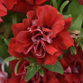 Vogue™ Red