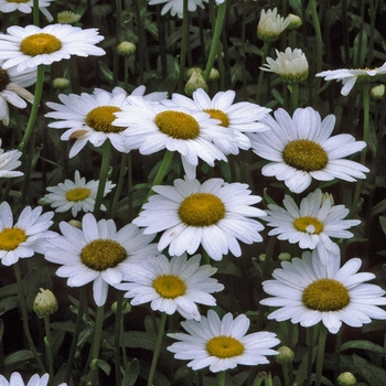 Shasta Daisy Shasta Daisy