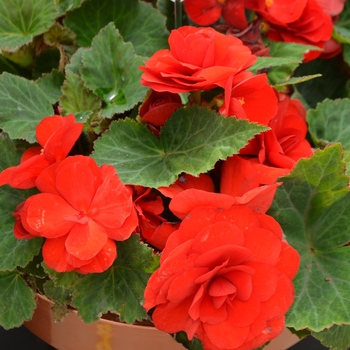 Begonia, Nonstop®