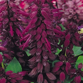 Salvia Salvia