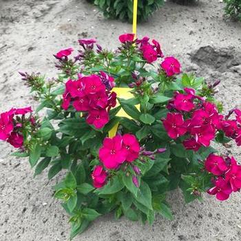 Garden Phlox Garden Phlox