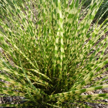 Maiden Grass Maiden Grass