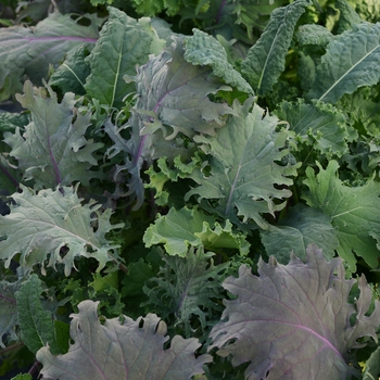 Kale Kale