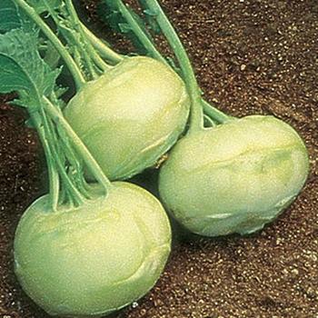 Kohlrabi Kohlrabi