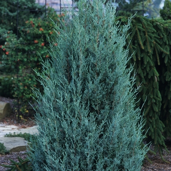 Wichita Blue Juniper