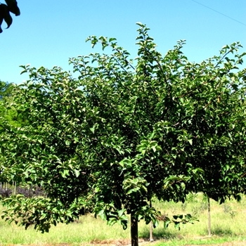 Tina Crabapple Tina Crabapple