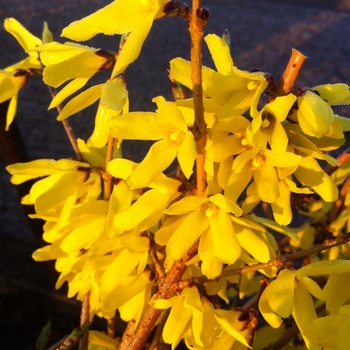'Northern Gold' 'Northern Gold'