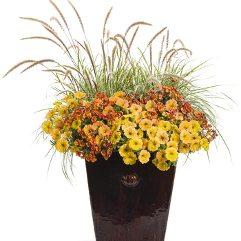 Sunsatia® Nemesia Sunsatia® Nemesia
