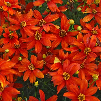 Tickseed Tickseed