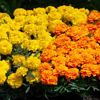 Marigold