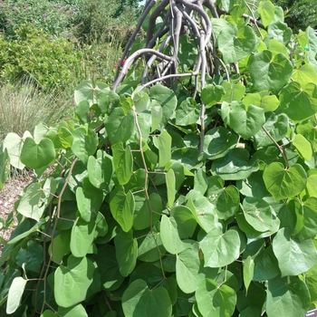 Lavender Twist™ Redbud