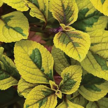 Plectranthus