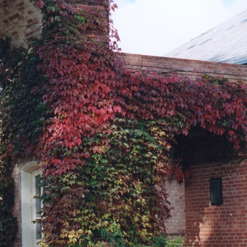 Boston Ivy