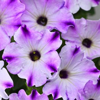 Petunia Petunia