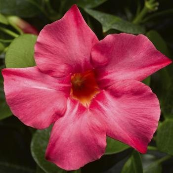 Madinia® Coral Pink Madinia® Coral Pink