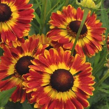 Sneezeweed Sneezeweed