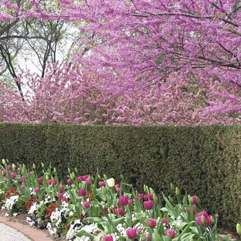 Eastern Redbud Eastern Redbud