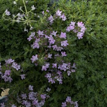 Ornamental Thyme Ornamental Thyme