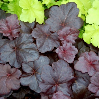 Coral Bells Coral Bells