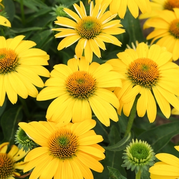 Coneflower Coneflower