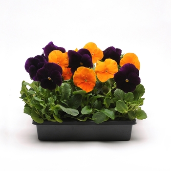 Pansy Pansy