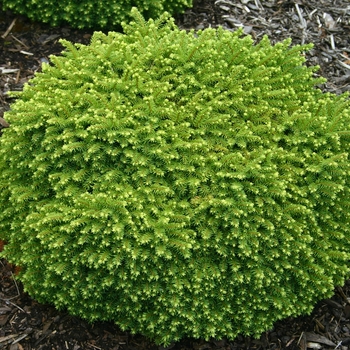 Little Gem Spruce Little Gem Spruce